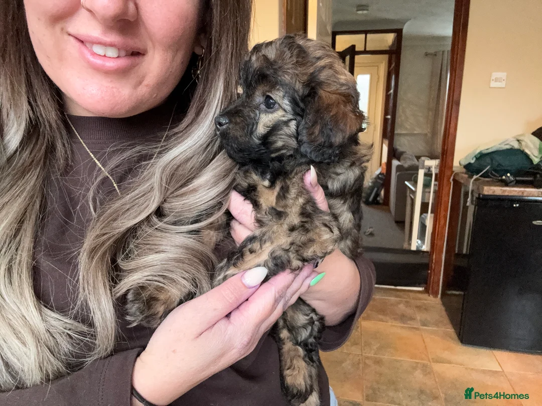 Maltipoo dogs for sale: Maltipoo puppy - Advert 7