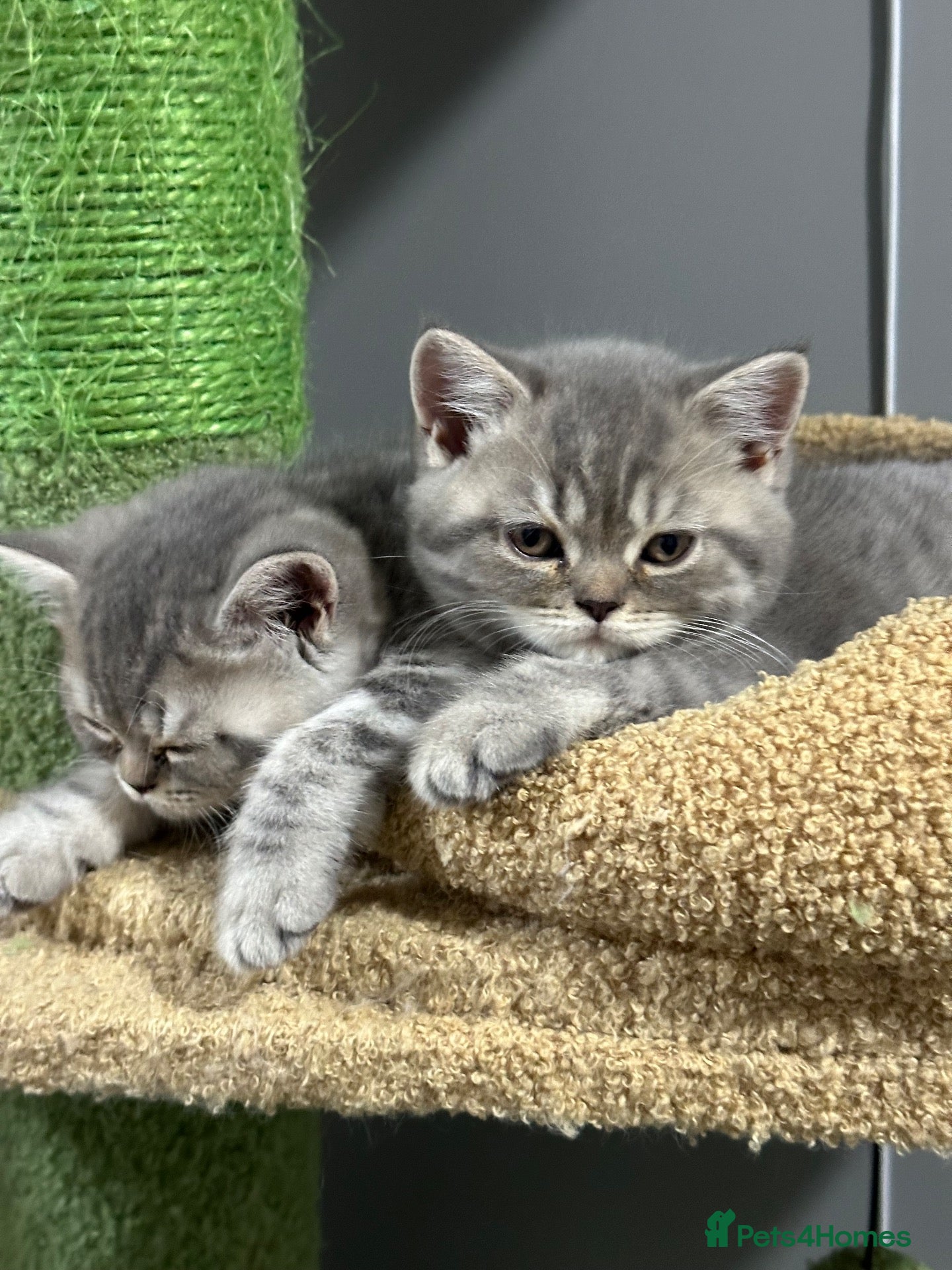 British Shorthair cats READY TO GO!!!  Amazing pure breed BSH/BLH  - Advert 1