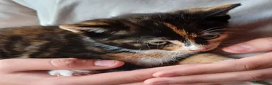 Mixed Breed 4