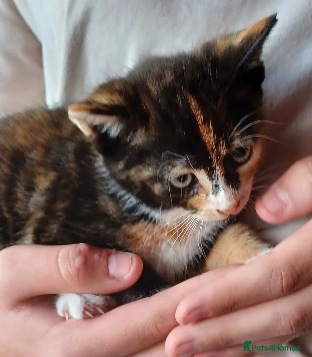 Mixed Breed cats for sale: Lovable kittens looking for new homes - Advert 6