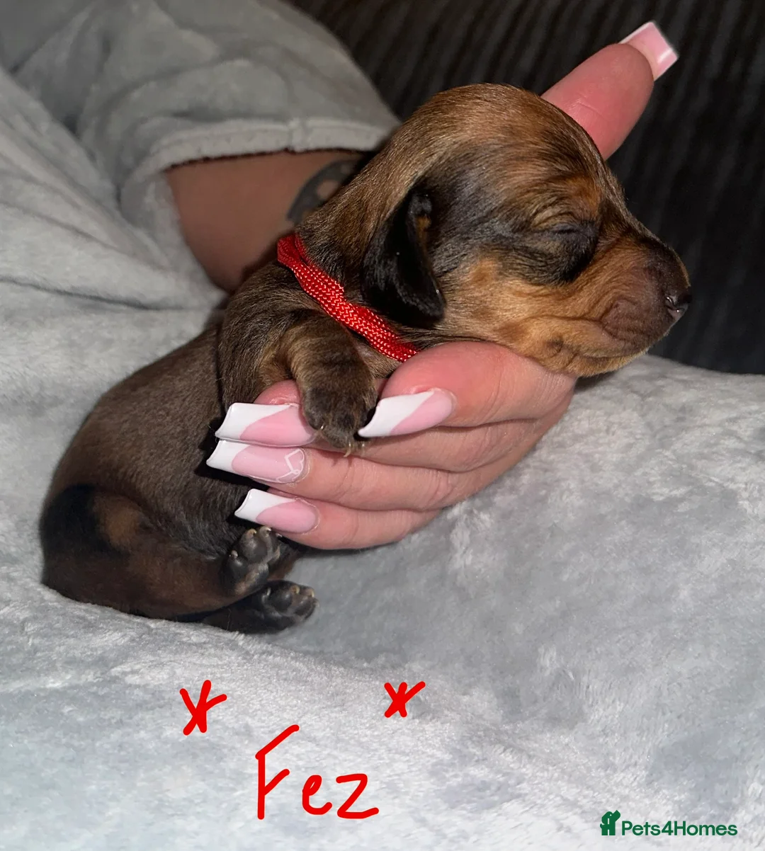 Miniature Dachshund dogs for sale: Long haired miniature dachshunds - Advert 6