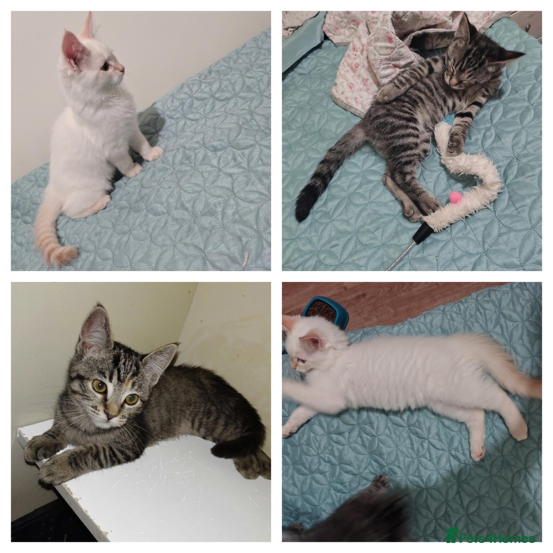 Mixed Breed cats Blue eyed ragdoll mix kittens - Advert 21