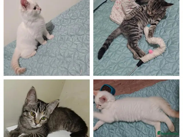 Mixed Breed cats for sale: 2 kittens LEFT ragdoll/ ginger mum - Advert 3
