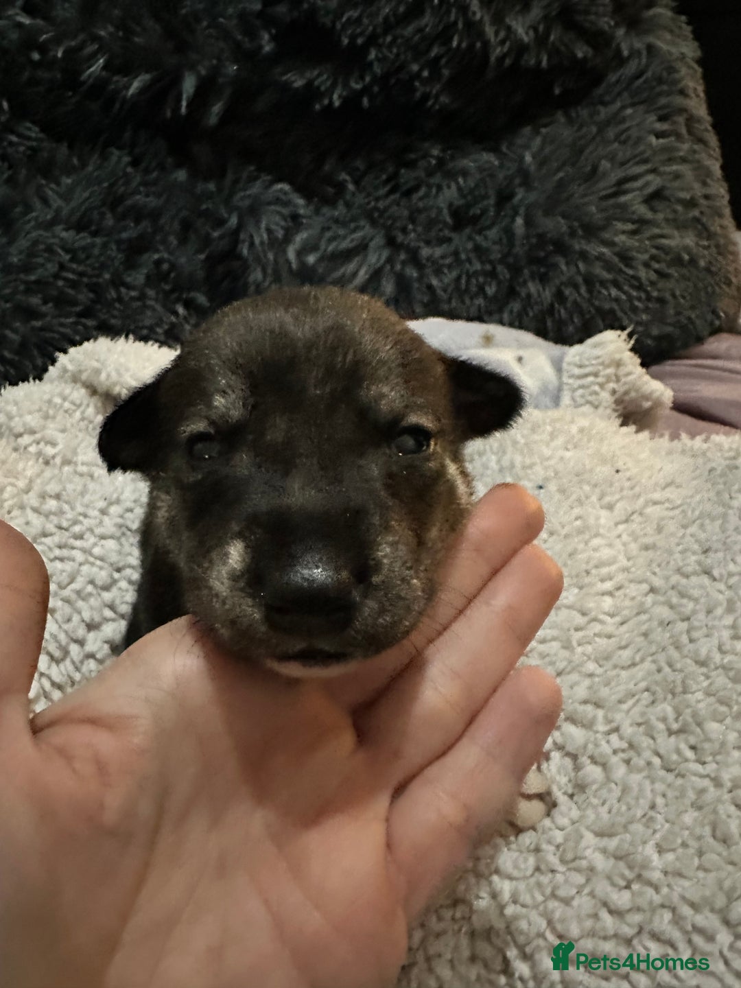 Mixed Breed dogs for sale: Husky staffy cross puppy - Advert 33