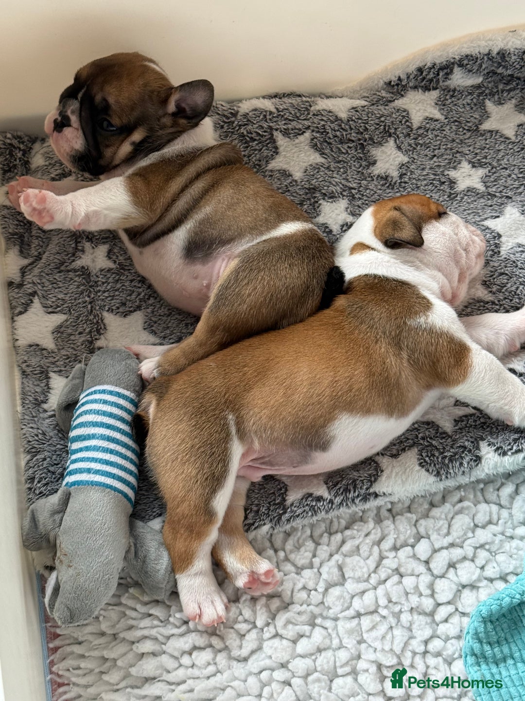 English Bulldog dogs for sale: KC Reg English Bulldog Pups - Image 16