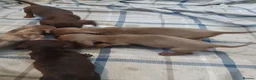Dachshund dogs for sale: Lovley colourful litter. - Advert 1
