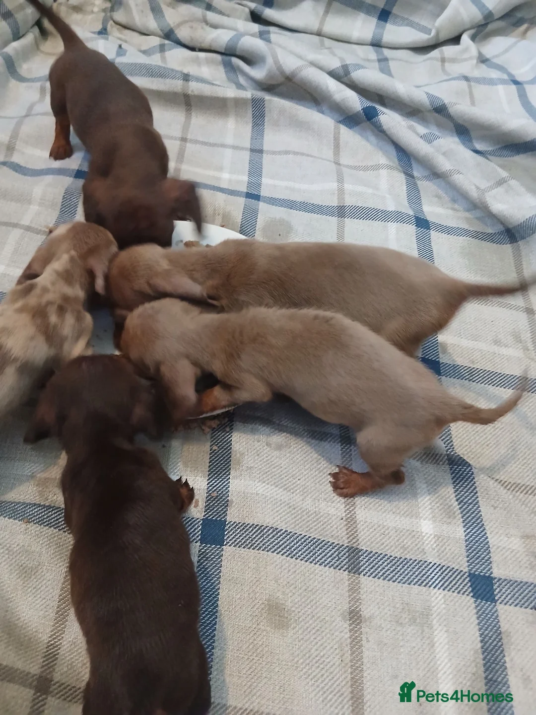 Dachshund dogs for sale: Lovley colourful litter. - Advert 1