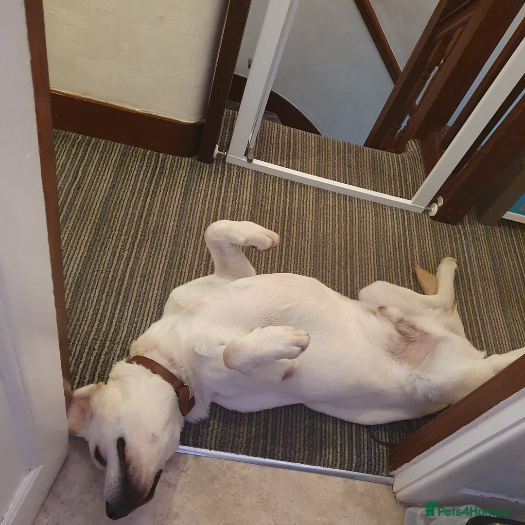 Labrador Retriever dogs for stud: Yellow/ gold labrador for the stud!!! in Thornton Heath - Advert 8