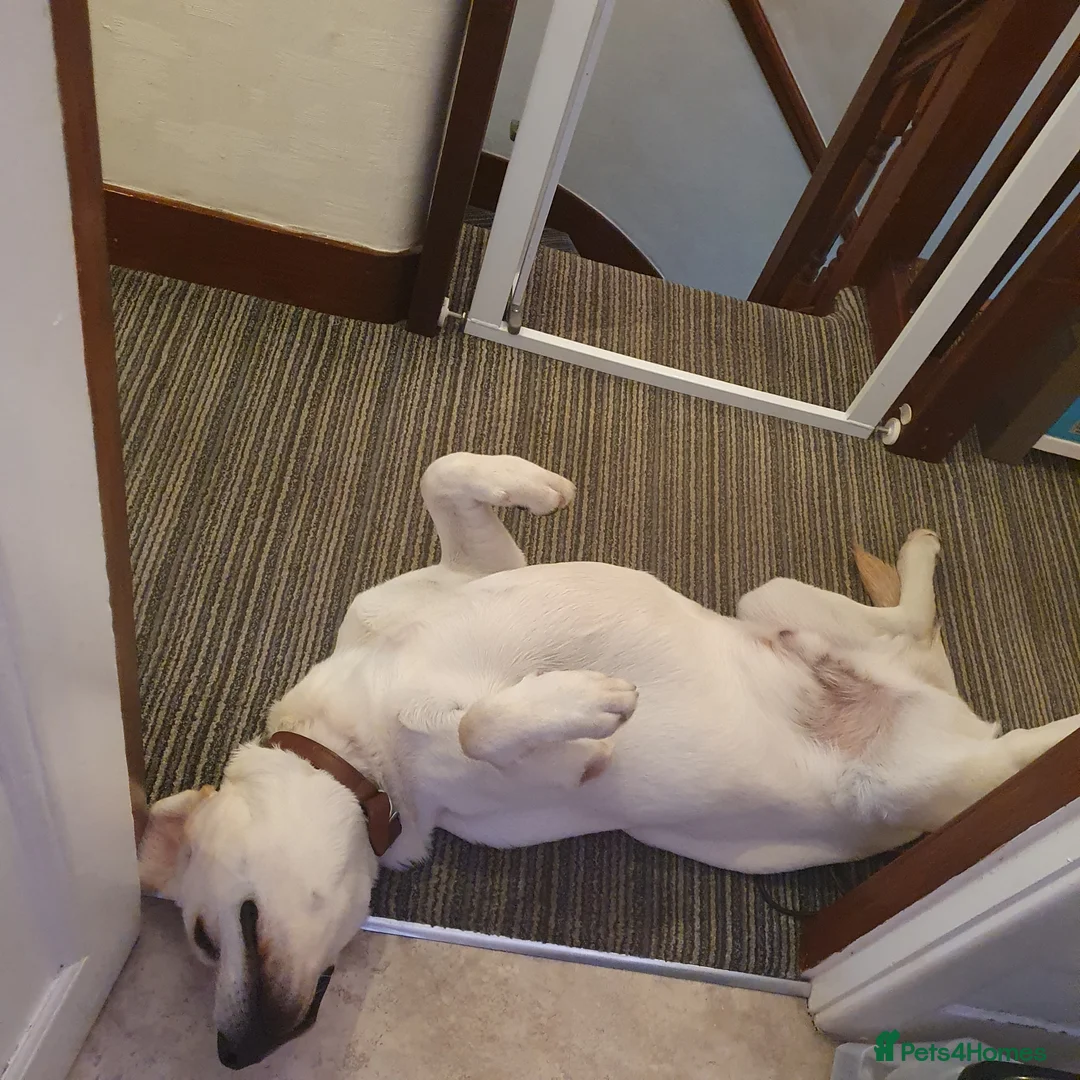 Labrador Retriever dogs for stud: Yellow/ gold labrador for the stud!!! in Thornton Heath - Advert 8