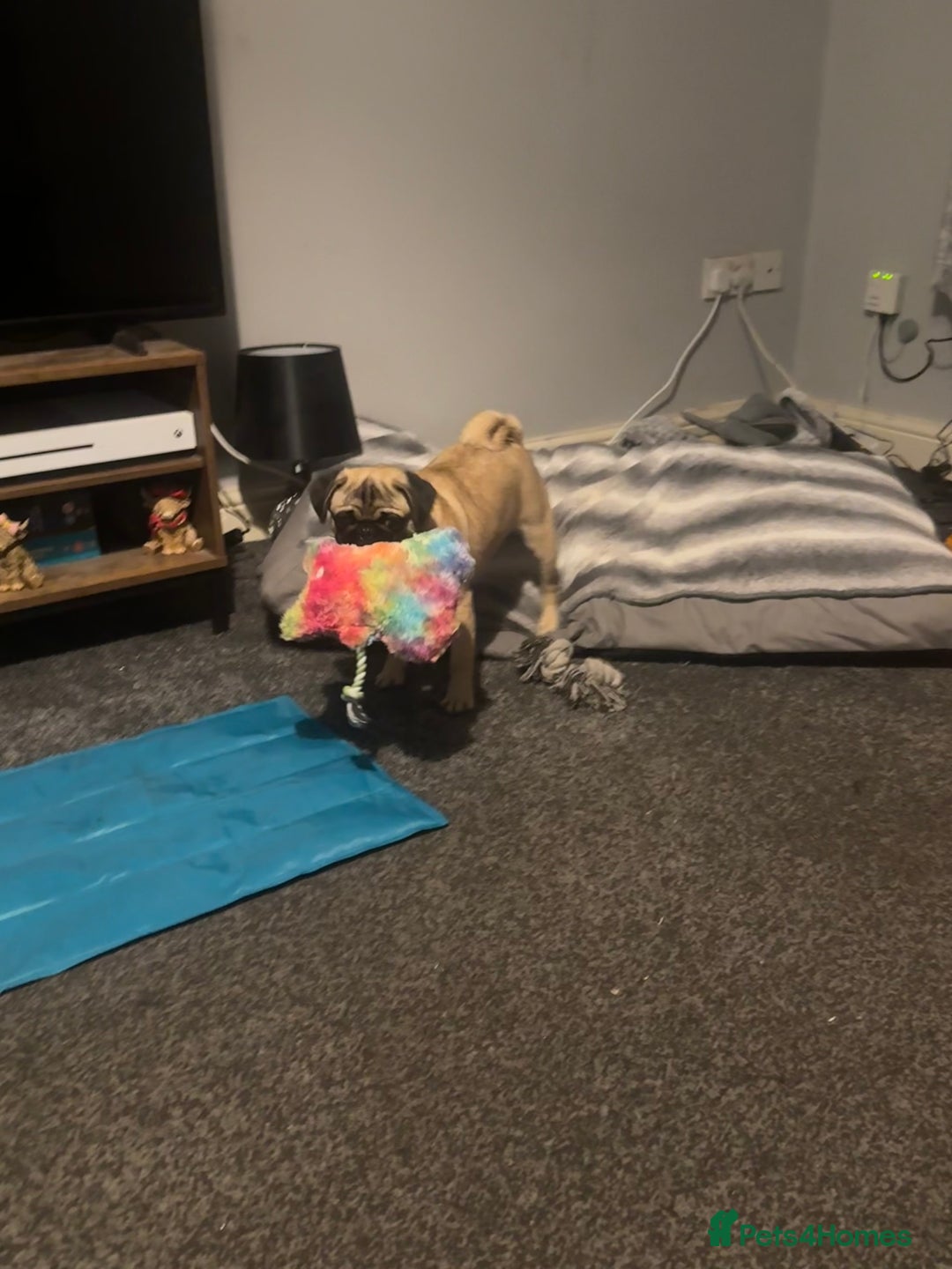 Pug dogs for sale: Beautiful 7 month old pug girl  - Image 2