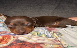 Miniature Dachshund dogs for sale: Miniature dachshund puppies  - Image 34