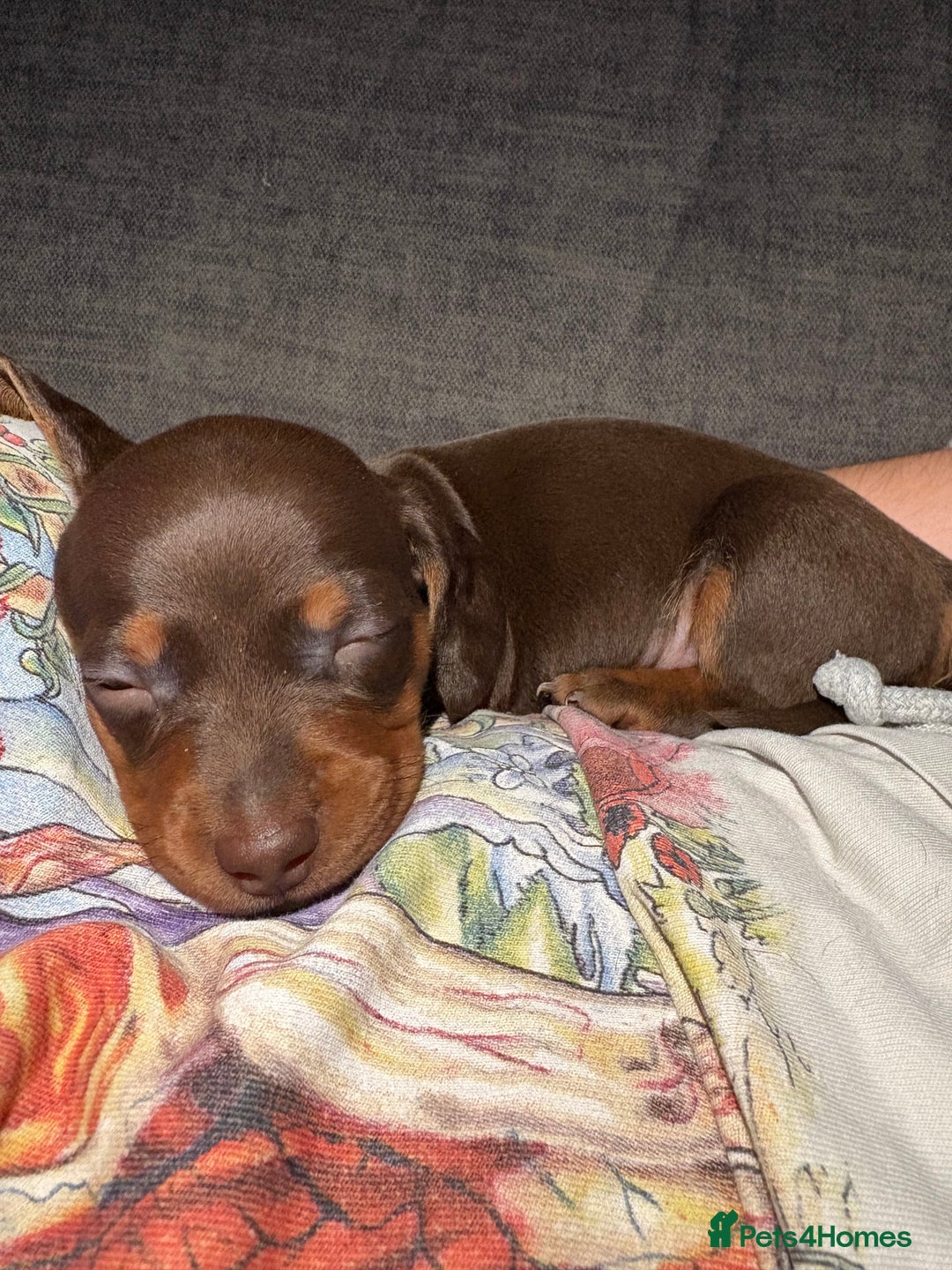 Miniature Dachshund dogs for sale: Miniature dachshund puppies  - Image 34