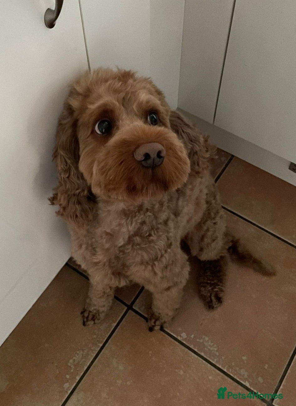 Cockapoo dogs for sale: Cockapoo puppies in Dereham - Advert 15