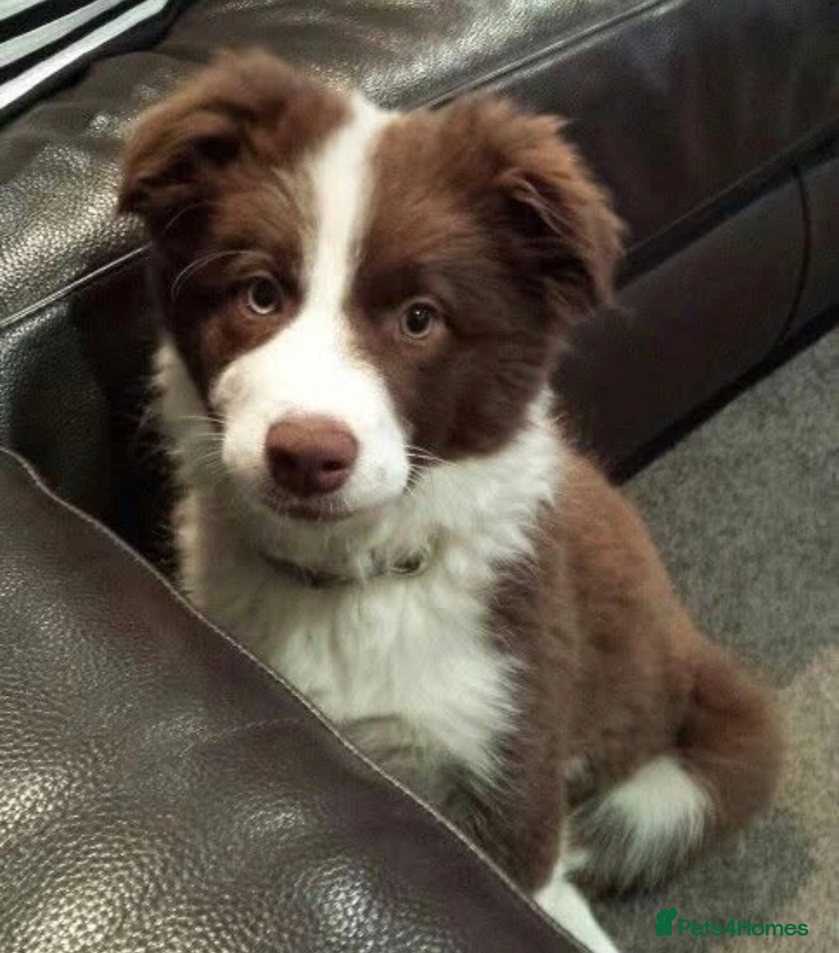 Border Collie dogs Stunning red and white long haired pups  - Advert 7