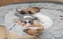 American Bull Staffy dogs for sale: American Staffordshire Bull Terriers - Image 8