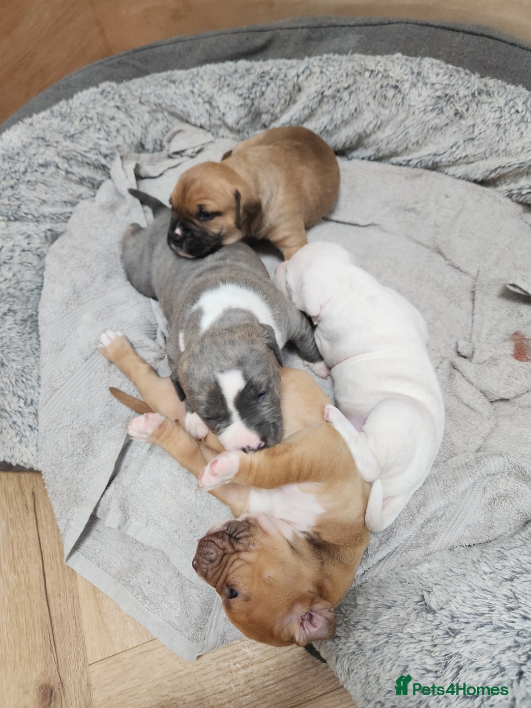American Bull Staffy dogs for sale: American Staffordshire Bull Terriers - Image 8