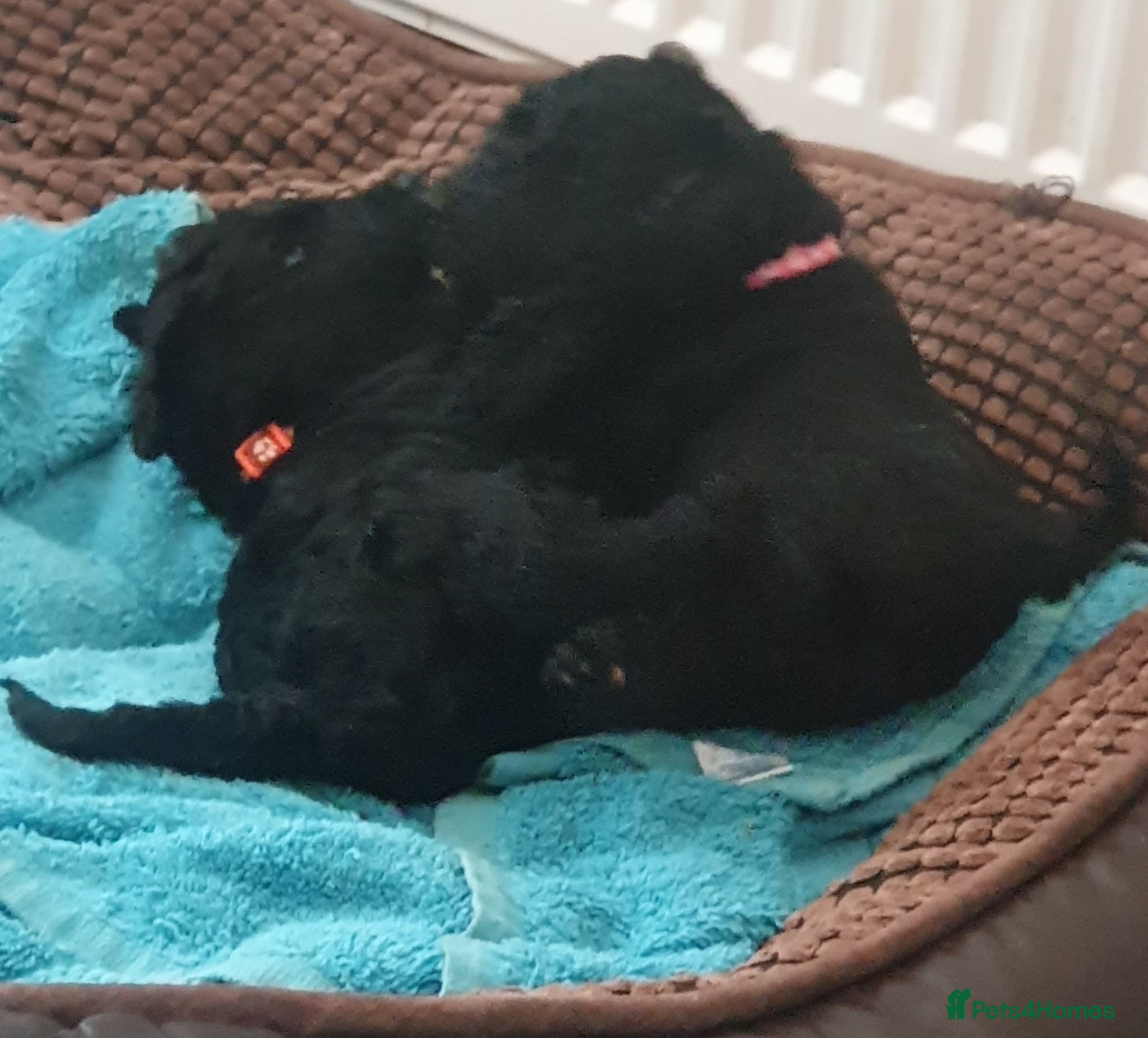 Kerry Blue Terrier dogs Kerry blue terrier puppies - Advert 1