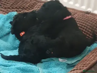 Kerry Blue Terrier dogs Kerry blue terrier puppies - Advert 1