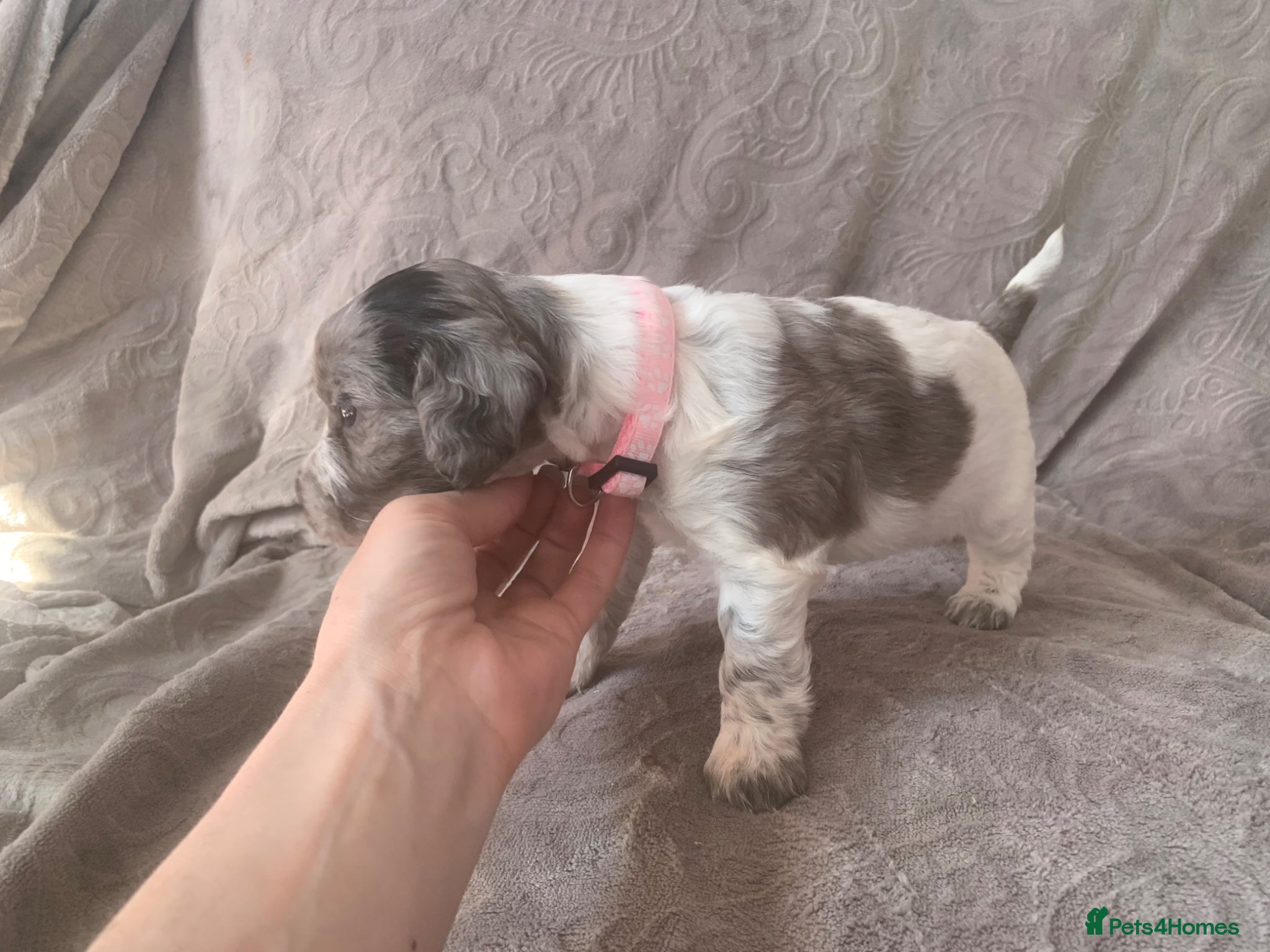 Mixed Breed dogs  german shorthaired pointer/ - Advert 2