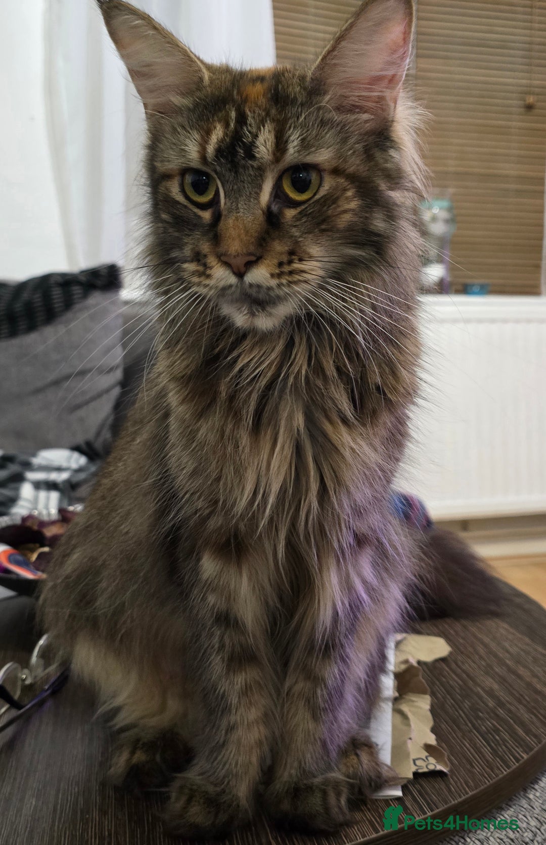 Maine Coon cats for sale: Beautiful Maine coon kittens  - Image 25
