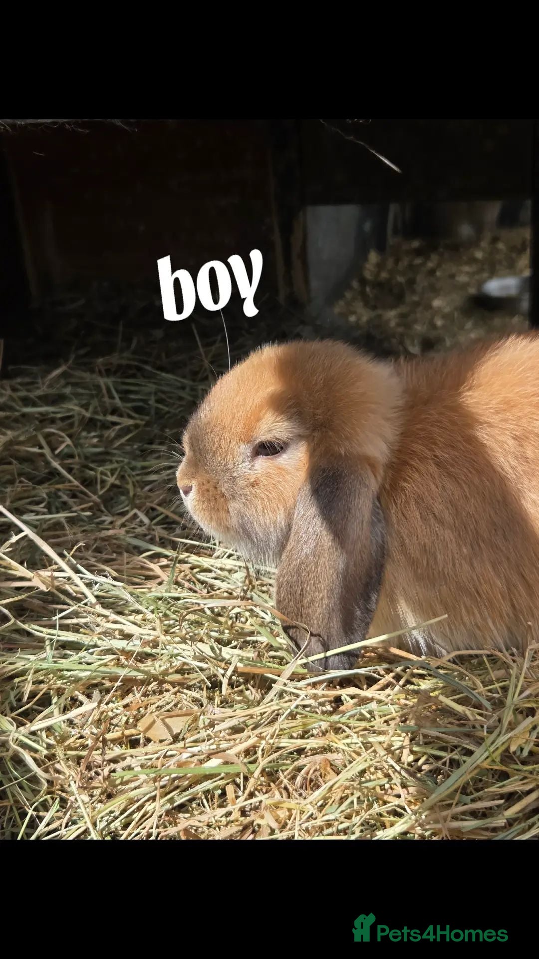 Mini Lop rabbits Mini Lops - Advert 2