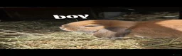 Mini Lop rabbits for sale: Mini Lops - Advert 1