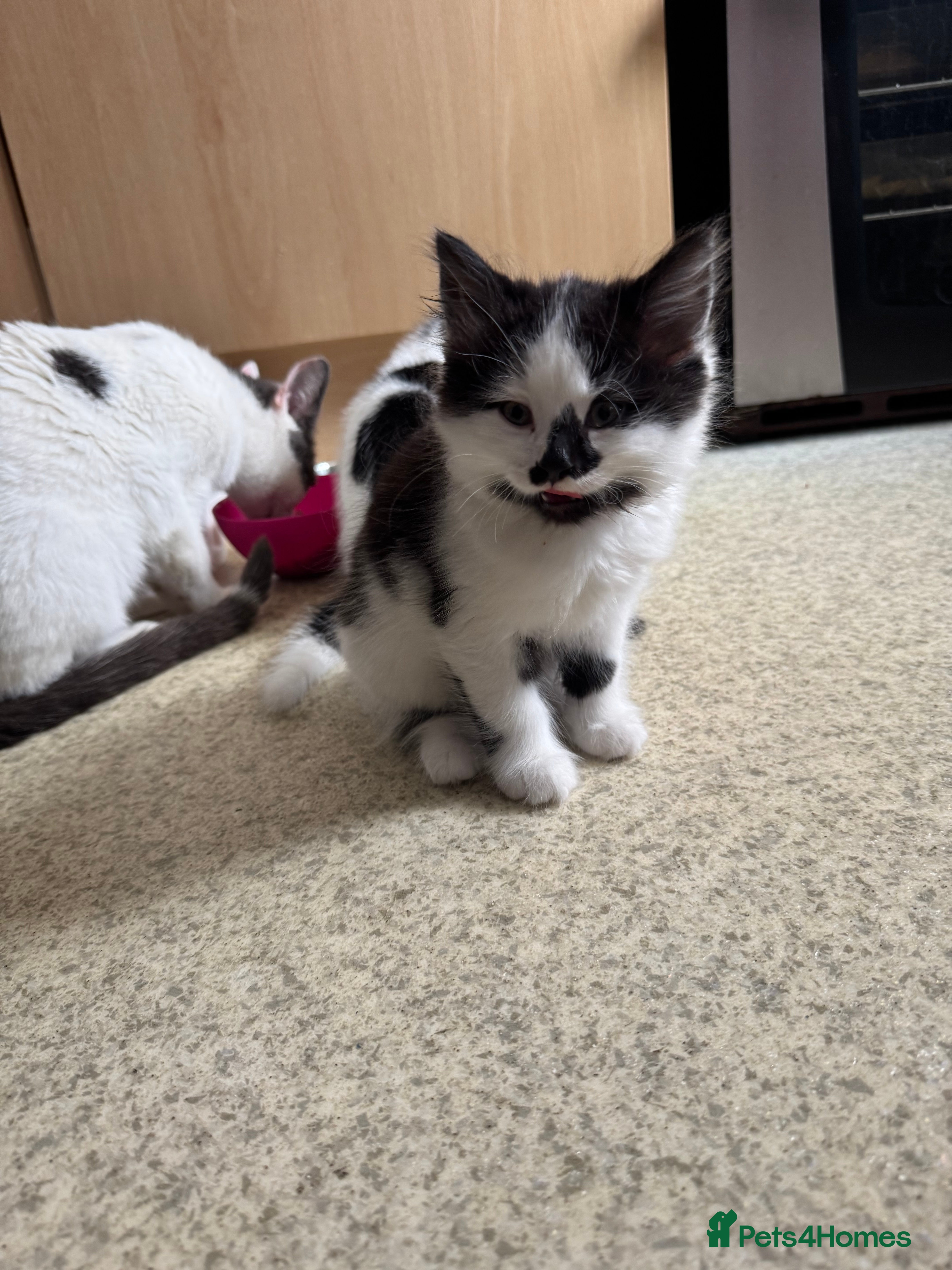 Mixed Breed cats for sale: Kittens for sale - Advert 2