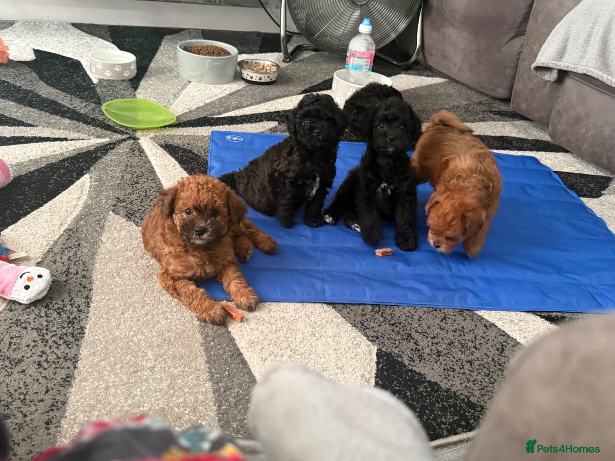 Maltipoo dogs Outstanding Malshipoo puppies. - Advert 1