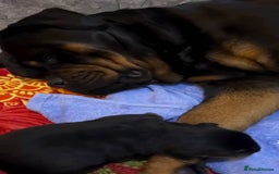 Rottweiler dogs for sale: 🐾 Quality Rottweiler Puppies🏡 - Image 6