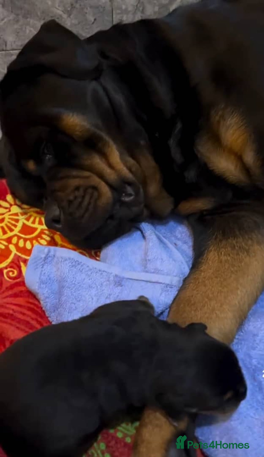 Rottweiler dogs for sale: 🐾 Quality Rottweiler Puppies🏡 - Image 6
