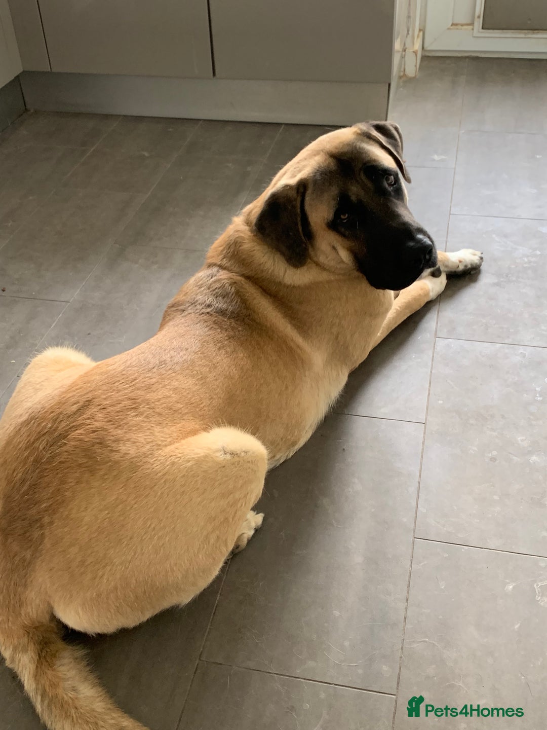 Turkish Kangal dogs for stud: Bruno 'The Kangal King' - Image 5