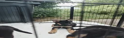 Shepsky dogs for sale: German Shepherd pups - Advert 11