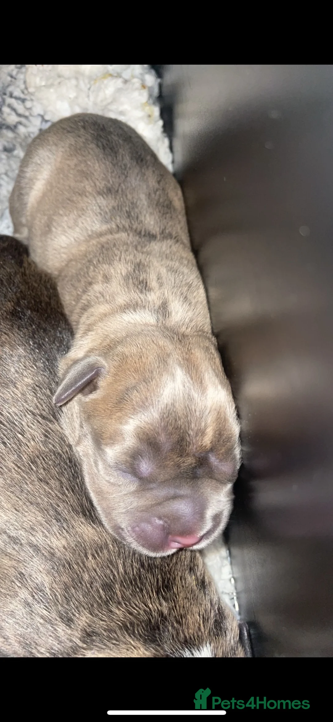 Mixed Breed dogs for sale: Standard American Bully x American Staff - Advert 2