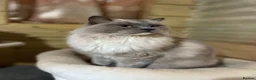Ragdoll cats for sale: 2 young Tica male ragdoll kittens  - Advert 2