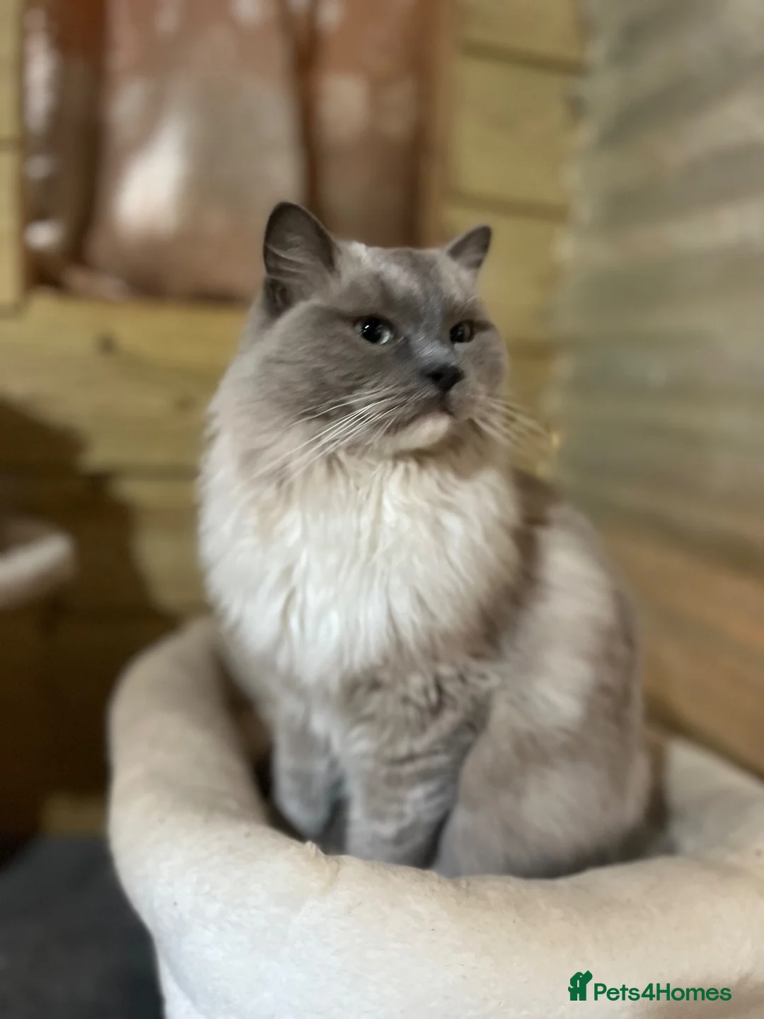 Ragdoll cats for sale: 2 young Tica male ragdoll kittens  - Advert 2