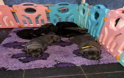 Great Dane dogs for sale: Great Dane puppies - Image 7