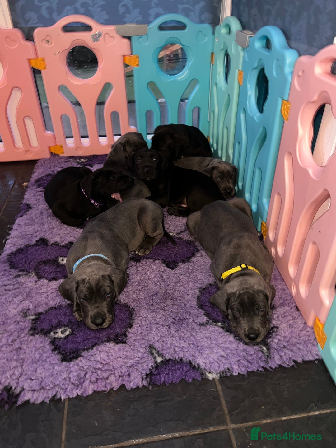 Great Dane dogs for sale: Great Dane puppies - Image 7