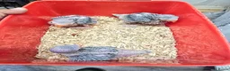 Ringnecks birds for sale: Ringneck baby- creamy white with pale yellow wings - Advert 2