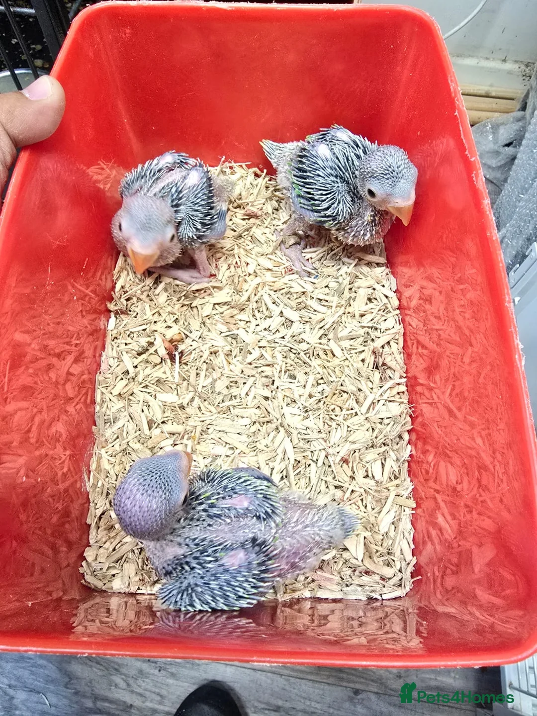Ringnecks birds for sale: Ringneck baby- creamy white with pale yellow wings - Advert 2