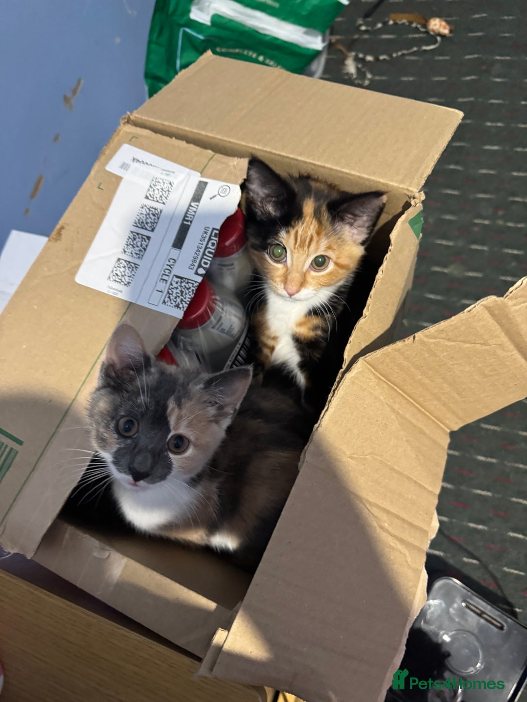 Mixed Breed cats for sale: Nebu/nova and luna(mother) - Advert 2