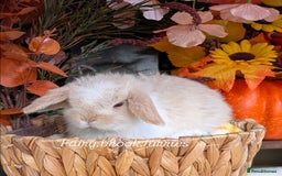 Mini Lop rabbits for sale: Mini lops  - Image 3