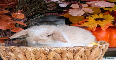 Mini Lop rabbits - Advert 9
