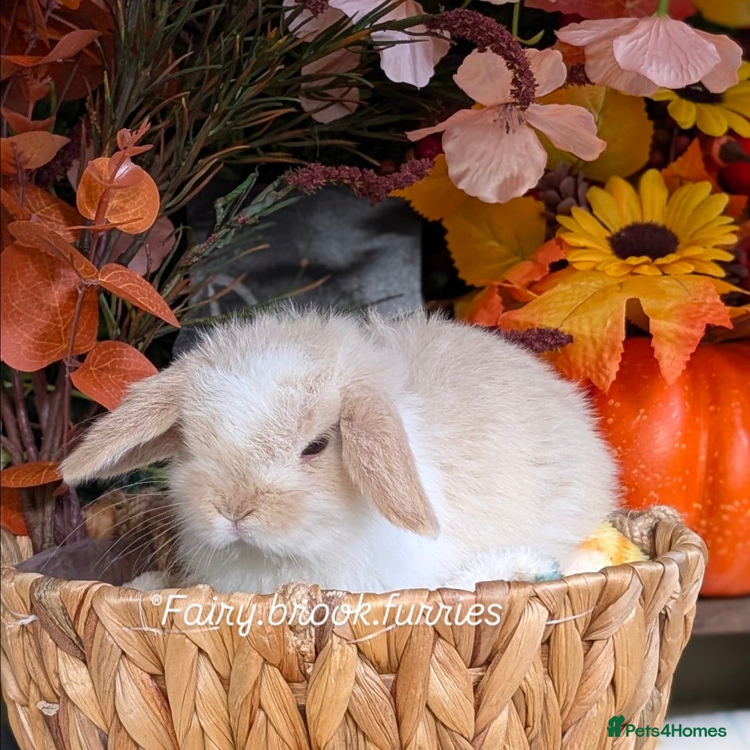 Mini Lop rabbits for sale: Mini lops  - Image 3