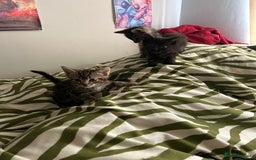 Mixed Breed cats for sale: Beautiful tabby kittens - Image 3
