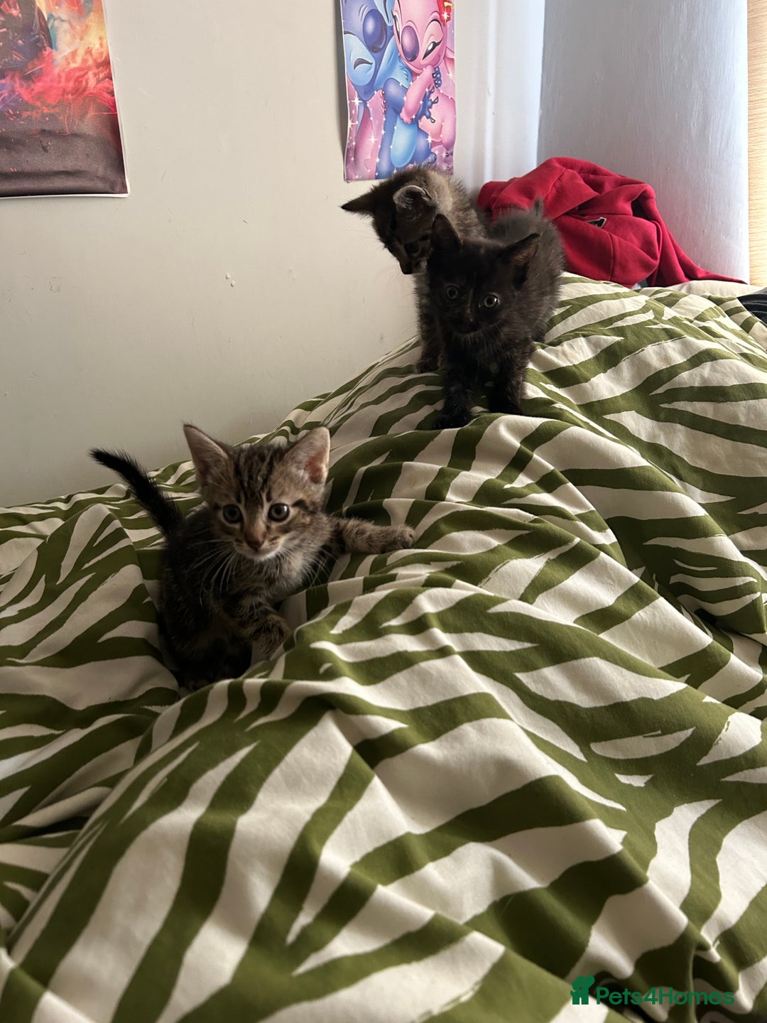 Mixed Breed cats for sale: Beautiful tabby kittens - Image 3