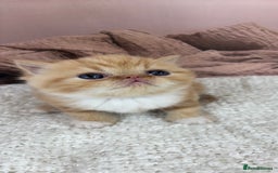 Exotic cats for sale: ⭐️ Exotic kittens 1 male 2 female ⭐️ - Image 3