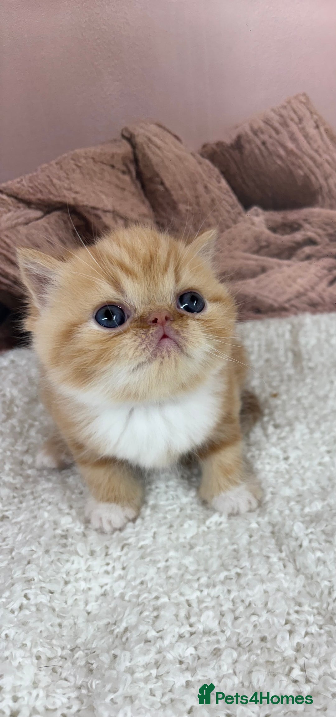 Exotic cats for sale: ⭐️ Exotic kittens 1 male 2 female ⭐️ - Image 3