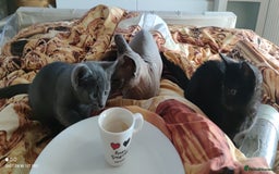Mixed Breed cats for sale: Sphynx mix kitten, playful & vet-checked  - Image 4