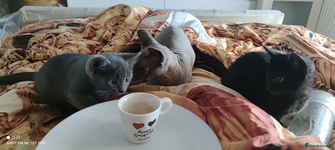 Mixed Breed cats for sale: Sphynx mix kitten, playful & vet-checked  - Image 4