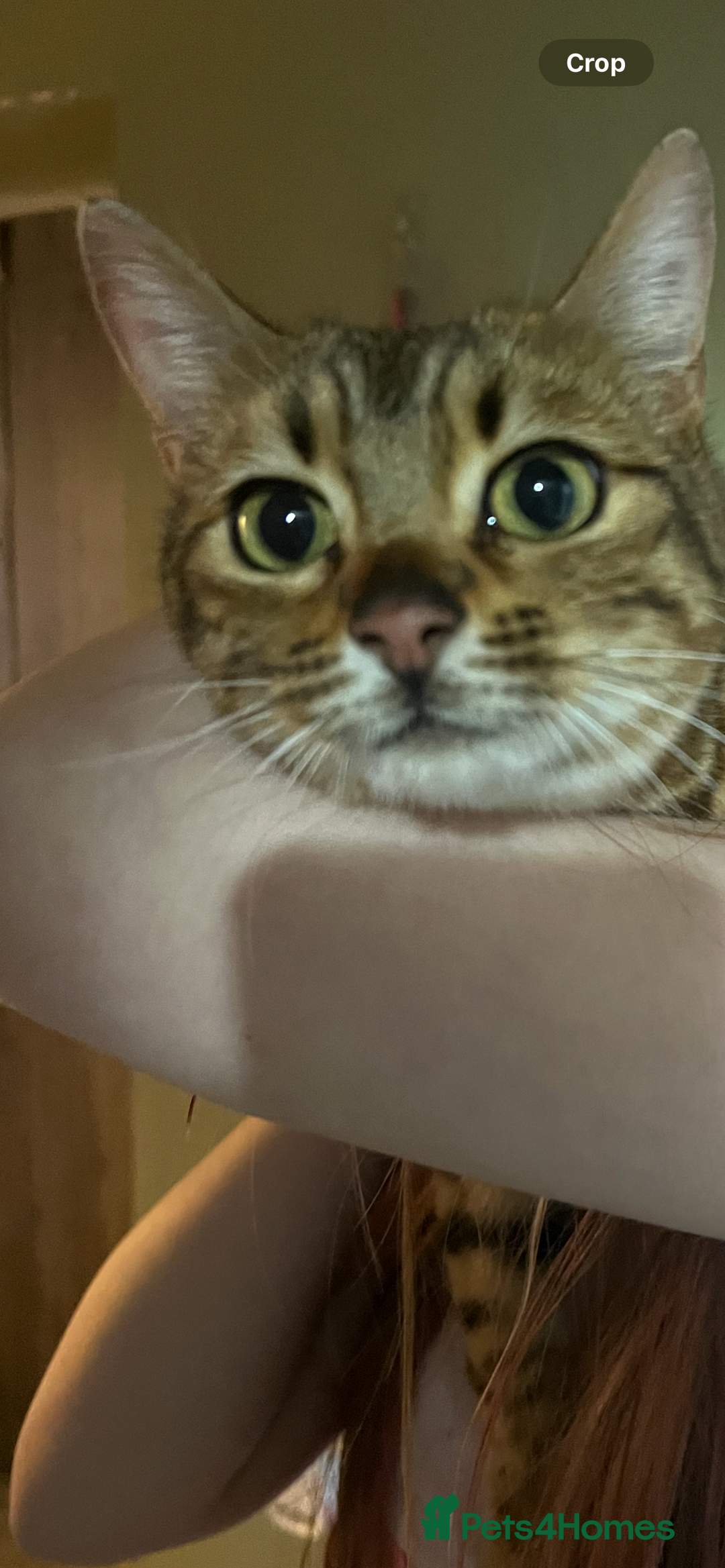 Bengal cats for sale: 2 girl bengals 13 month old - Advert 4